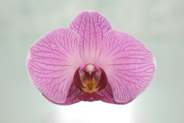 Orchideenblüte