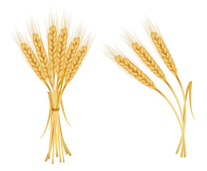 Photo-realistic vector illustration. Ears of wheat.