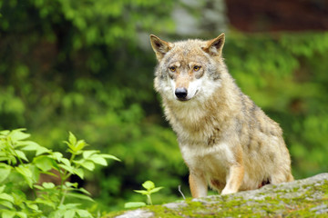 Junger Wolf