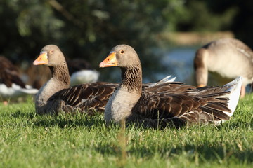 oie cendrée, anser anser