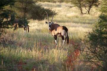 Oryx