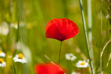Mohn im Kornfeld