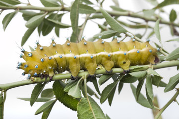 Caterpillar of Giant Peacock Moth