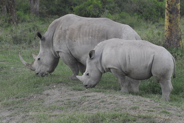 Fototapeta premium Rhinoceros (Rhinocerotidae), Lake Nakuru, Kenya