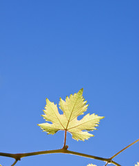 Close-up of a branch of grape leaf