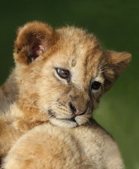 Lion Cub