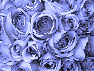 Fototapeta na wymiar niebieskie róże