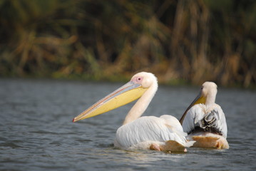 Great White Pelican (Pelecanus onocrotalus), lake Nakuru