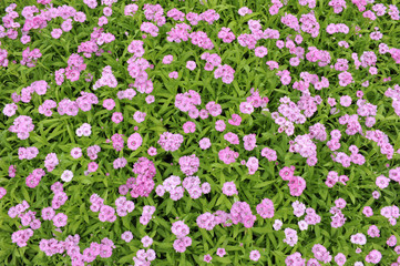 Dianthus telstar saumon