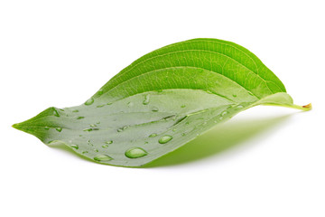 green leaf with water drops