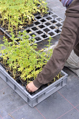 manutention de plants