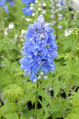 Delphinium Magic Foutains