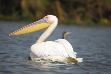 Great White Pelican (Pelecanus onocrotalus), lake Nakuru