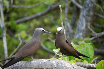 Sternes birds of pacific