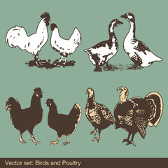 Farm bird set vector of hen, goose and turkey