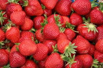 Erdbeeren