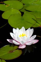 a Water Lily Bloom
