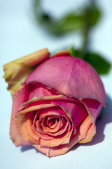 close up of a pink roze