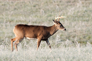 Whitetail deer and frost