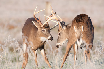 Two whitetail bucks sparring