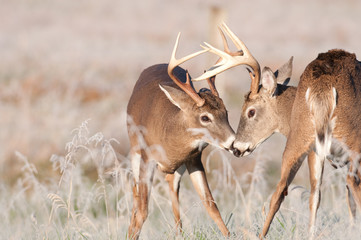 Two whitetail bucks sparring