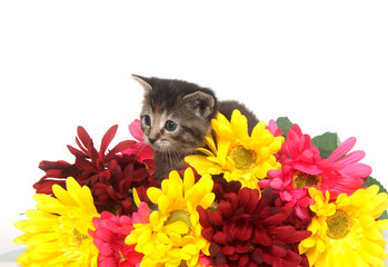 Tabby kitten and colorful flowers