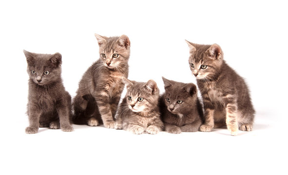 Five gray kittens on white background