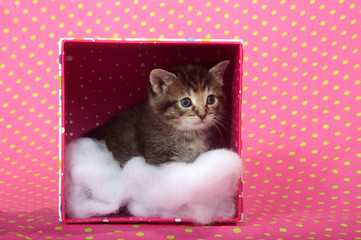 Tabby kitten in  a box