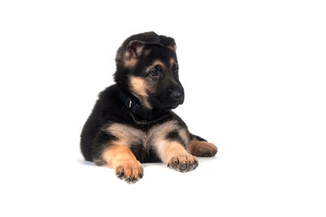 German Shepherd puppy on white