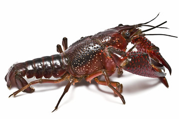 Procambarus clarkii.