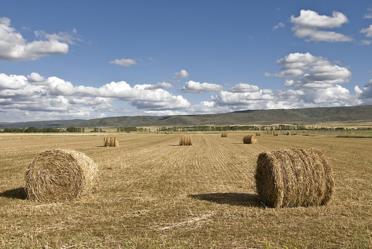 Rulos de paja en la tierra.