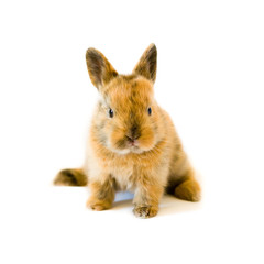 Hasenbaby, freigestellt © fotogestoeber