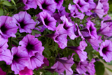Back background from floral composition