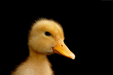 ducky