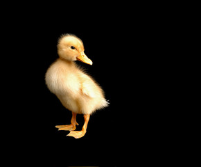 Fototapeta premium ducky
