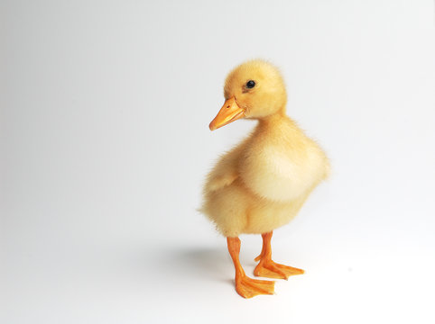 duck