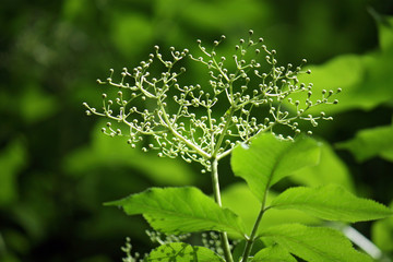 Obraz premium blossom of elder berry tree during spring time