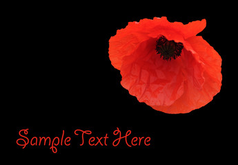 Poppy isolated on black, room for your text