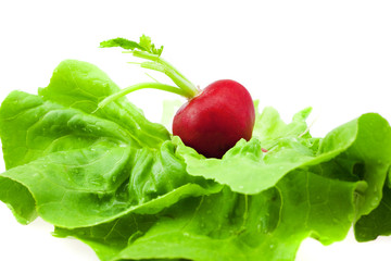 radish and lettuce isolated on white