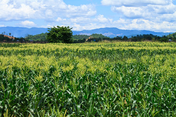 Fototapeta na wymiar farm