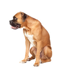 Boxer breed dog