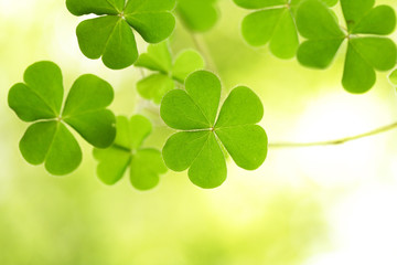 Clovers for backgrounds