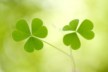 Clover leaves