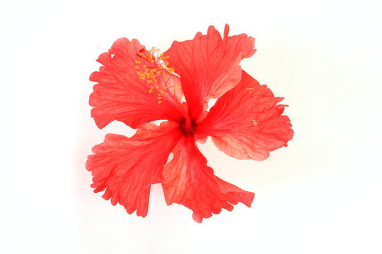 Red hibiscus tropical flower