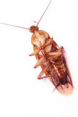 Close up of cockroach