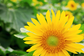 the closeup of Beautiful yellow Sunflower petals