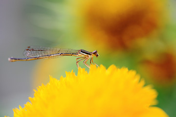 close-up shot of a  damselfly on yellow Chrysanthemum flower