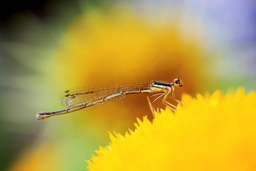 close-up shot of a  damselfly on yellow Chrysanthemum flower