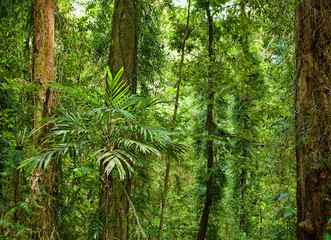 mooie planten bomen in het regenwoud