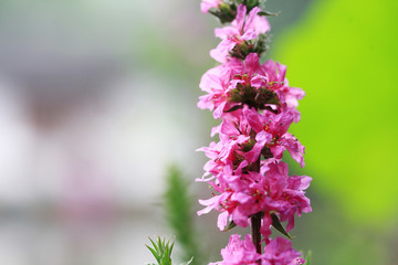 Beautiful flowers bloom in the great outdoors